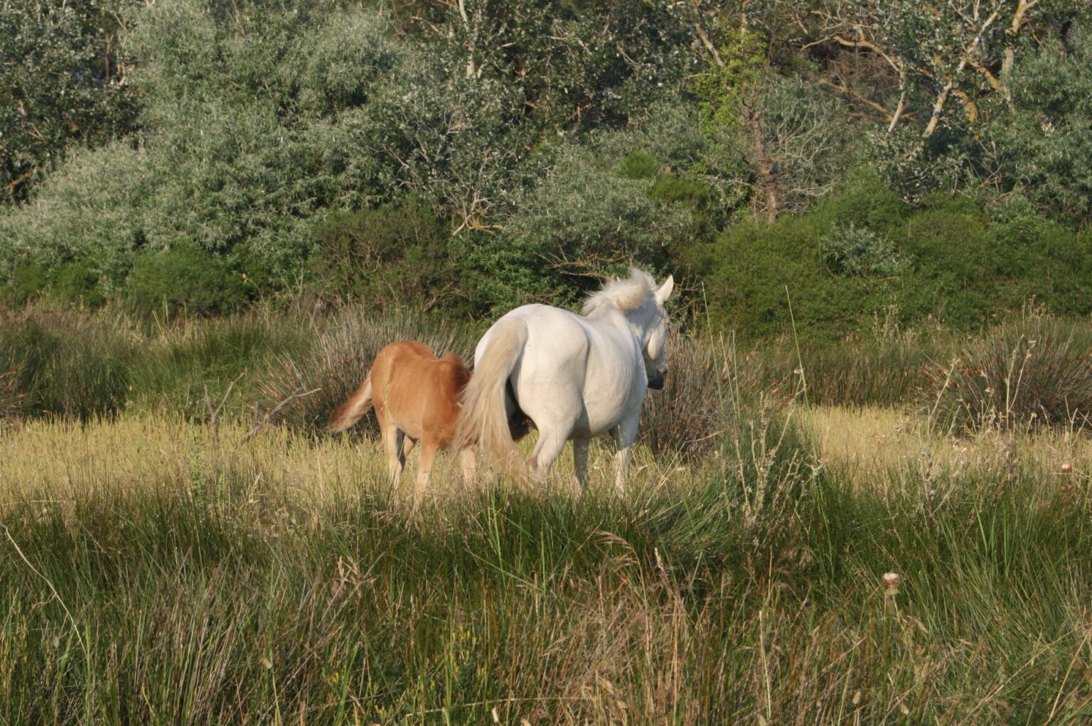 101072058_2345208012452661_7775275632065249280_n