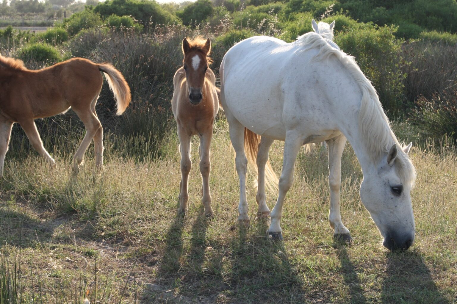 101553199_2345208372452625_5274050866884640768_n