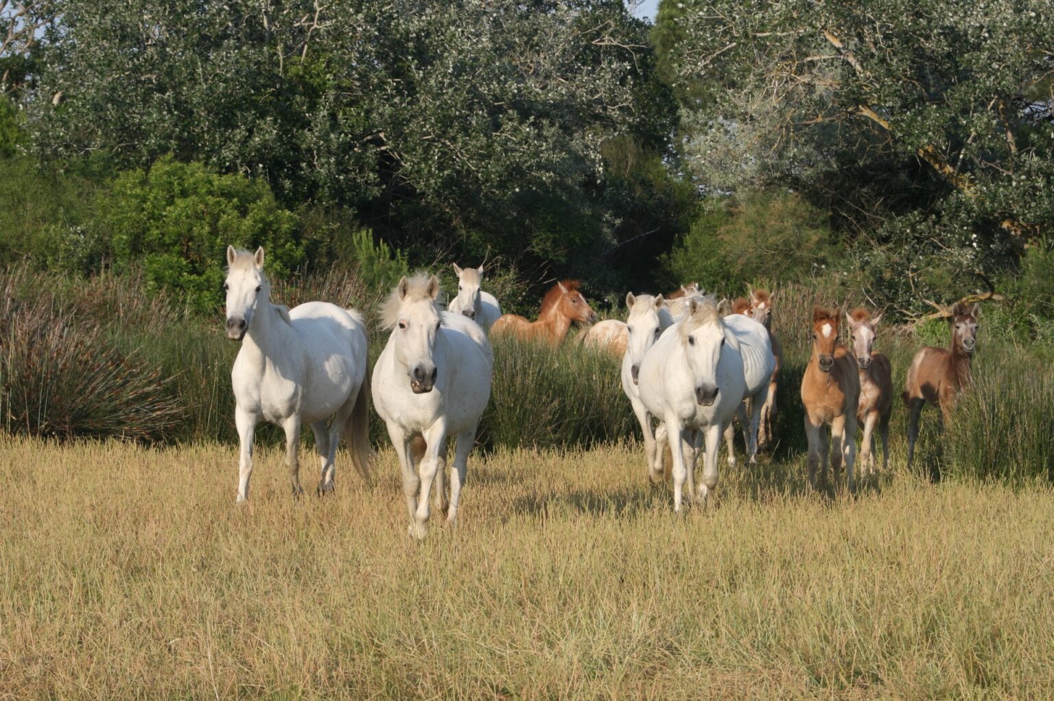 101564646_2345205995786196_7888364186848198656_n