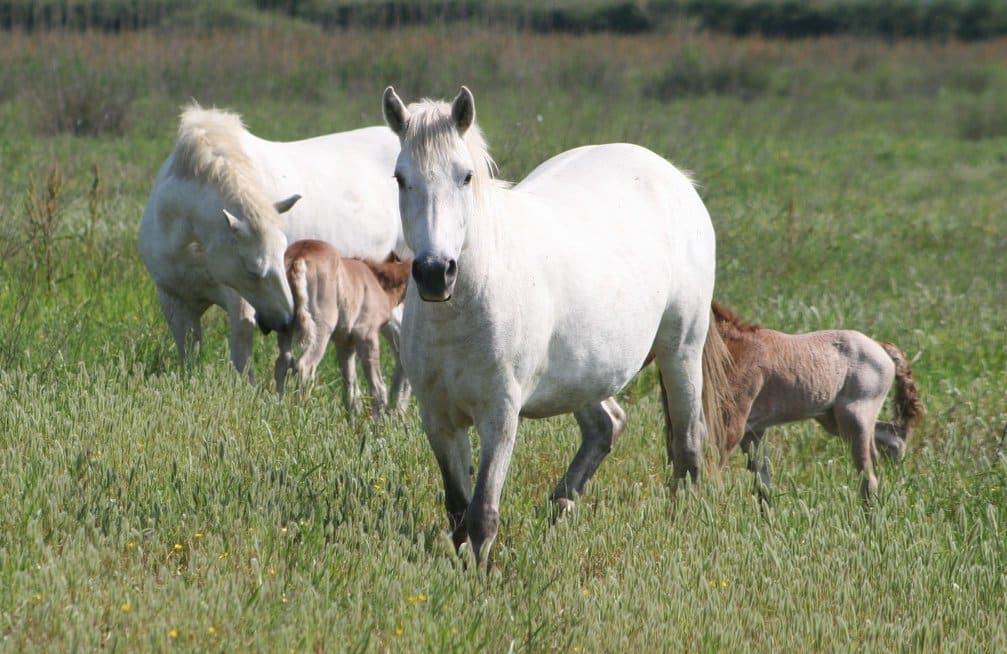 33104621_1838959119744222_3629175901159161856_n