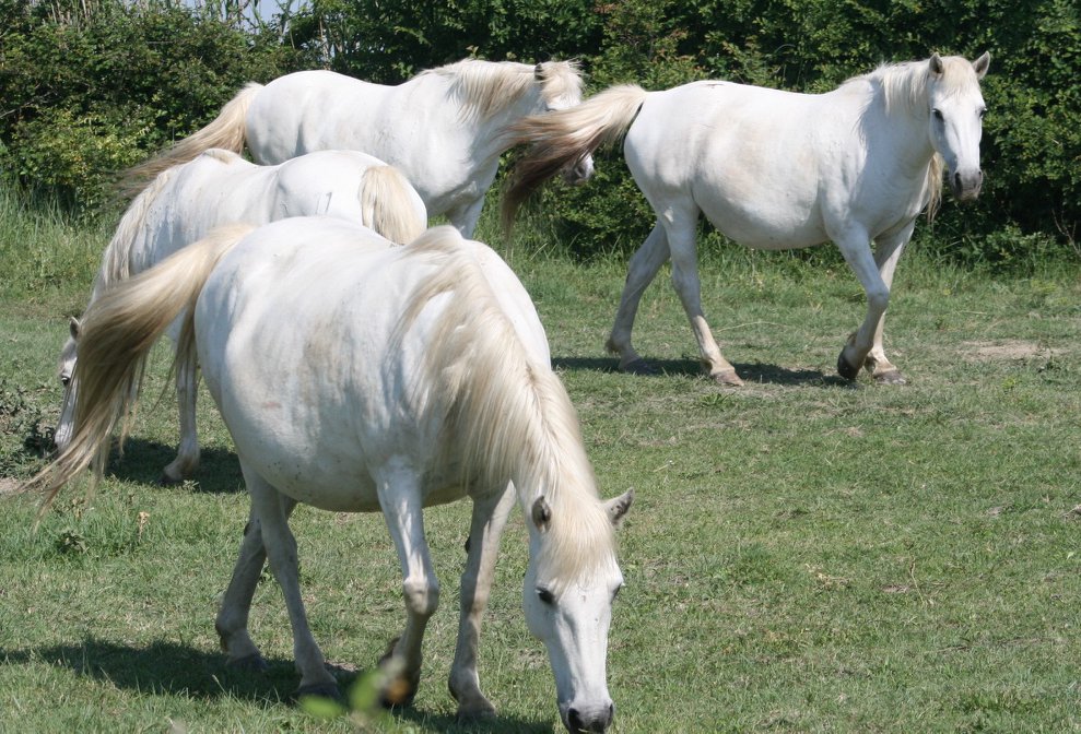 33126628_1838960226410778_7472731538665242624_n