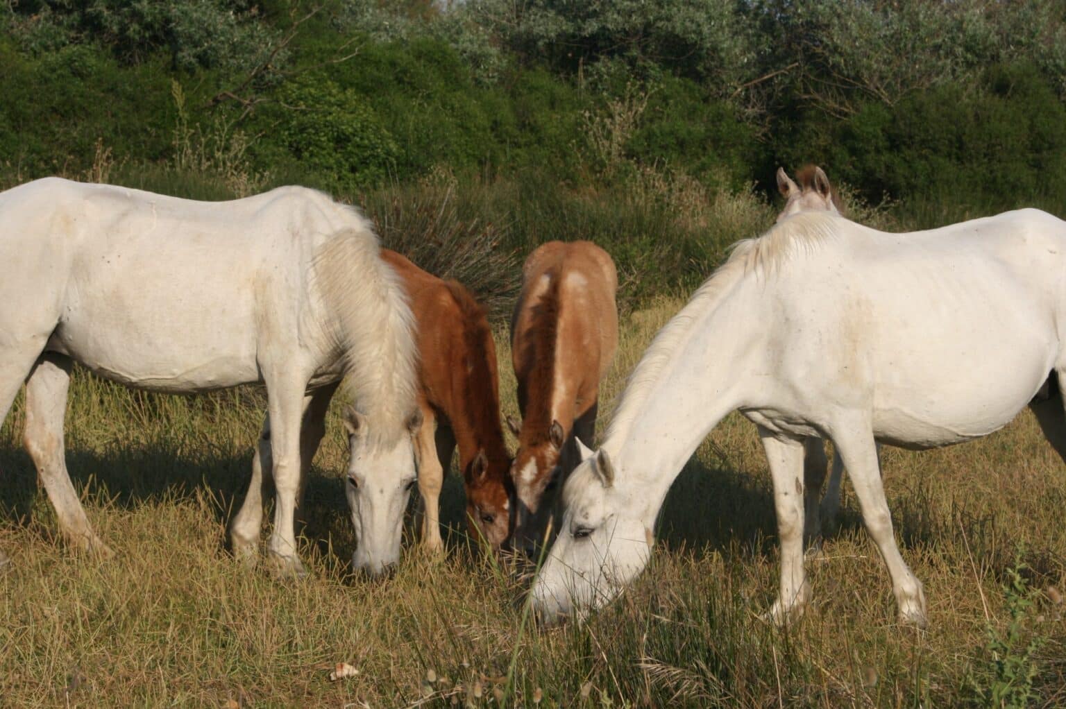 84256413_2345206199119509_6507131283166986240_n