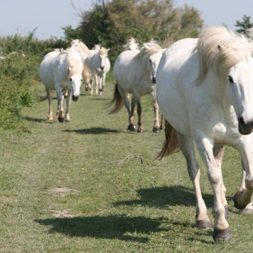Vente de chevaux Ibériques à Eyragues
